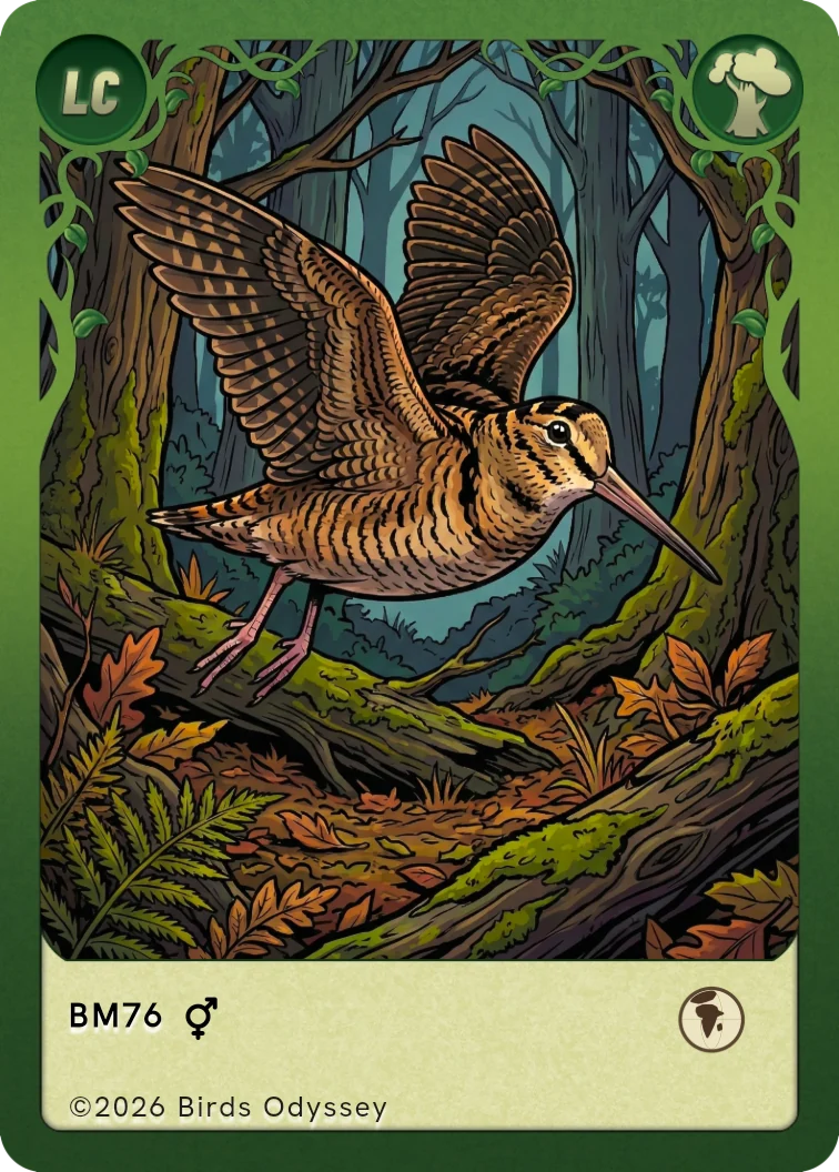 Waldschnepfe Sammelkarte aus Birdey