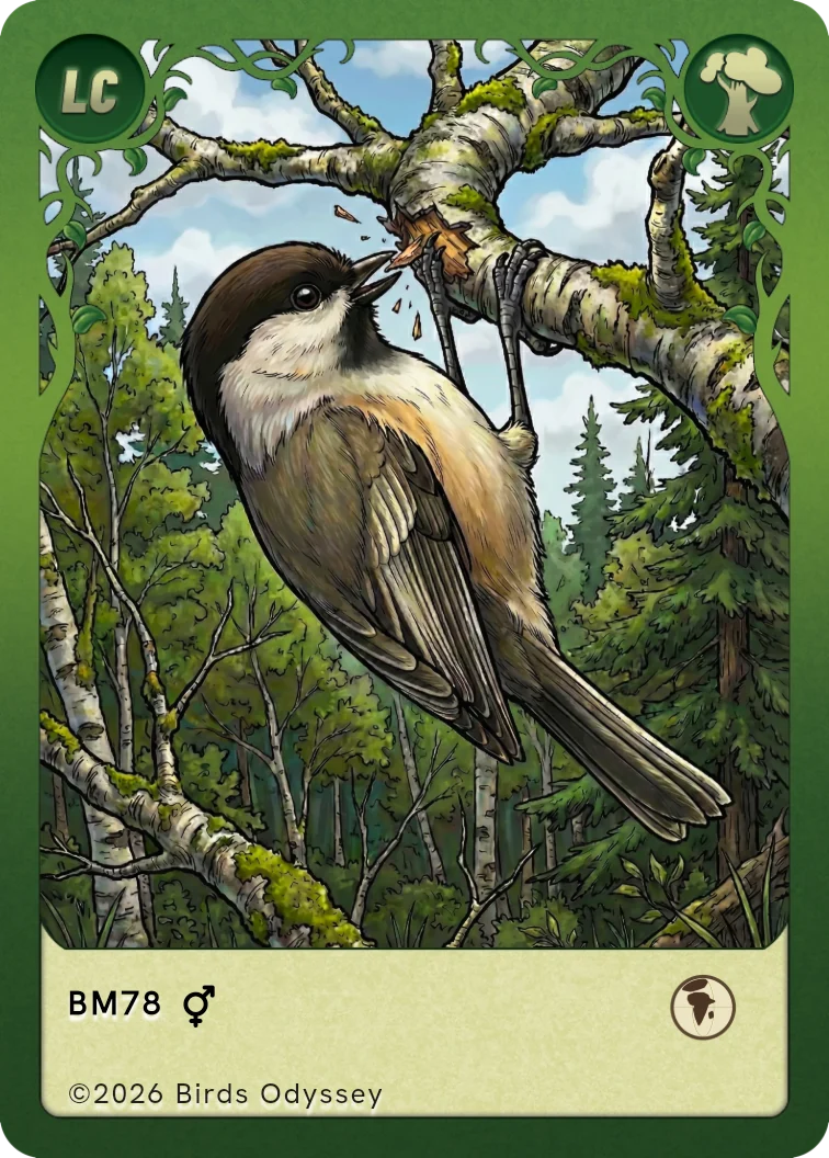 Birdey 的Willow Tit卡片