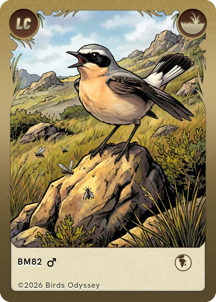Steinschmätzer Sammelkarte aus Birdey
