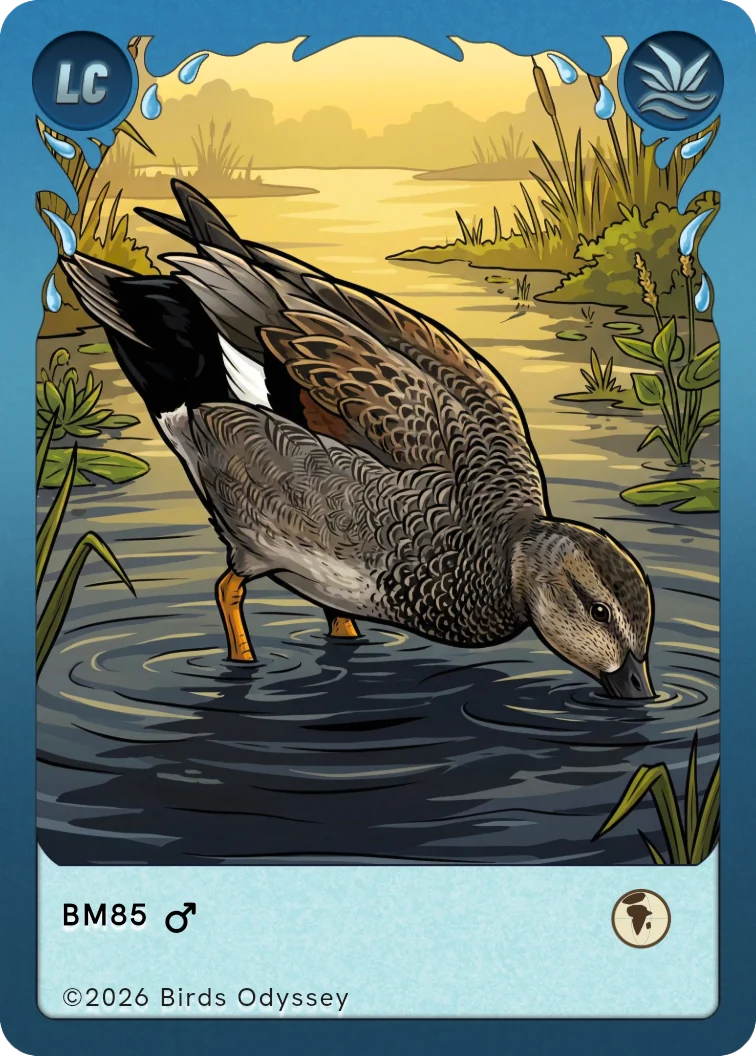 Knarand samlekort fra Birdey