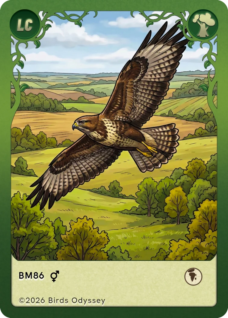 Common Buzzard trading card from Birdey