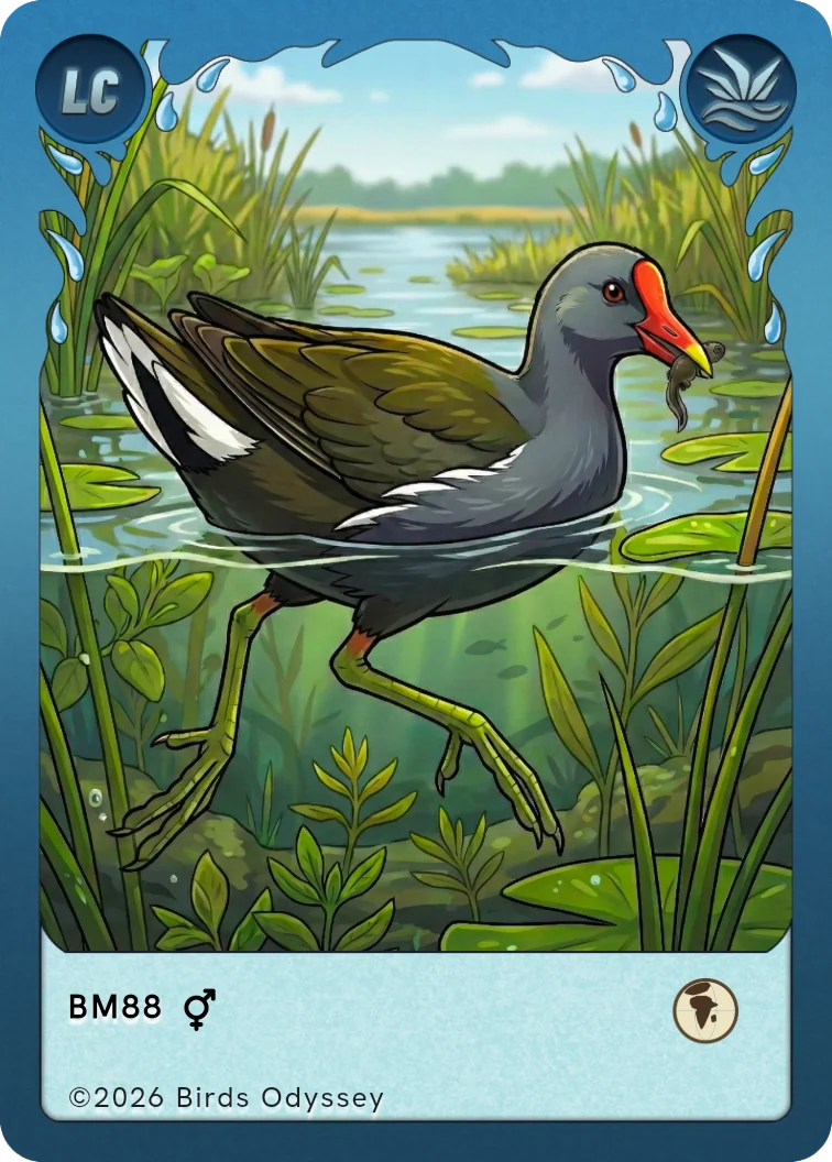 Teichhuhn Sammelkarte aus Birdey