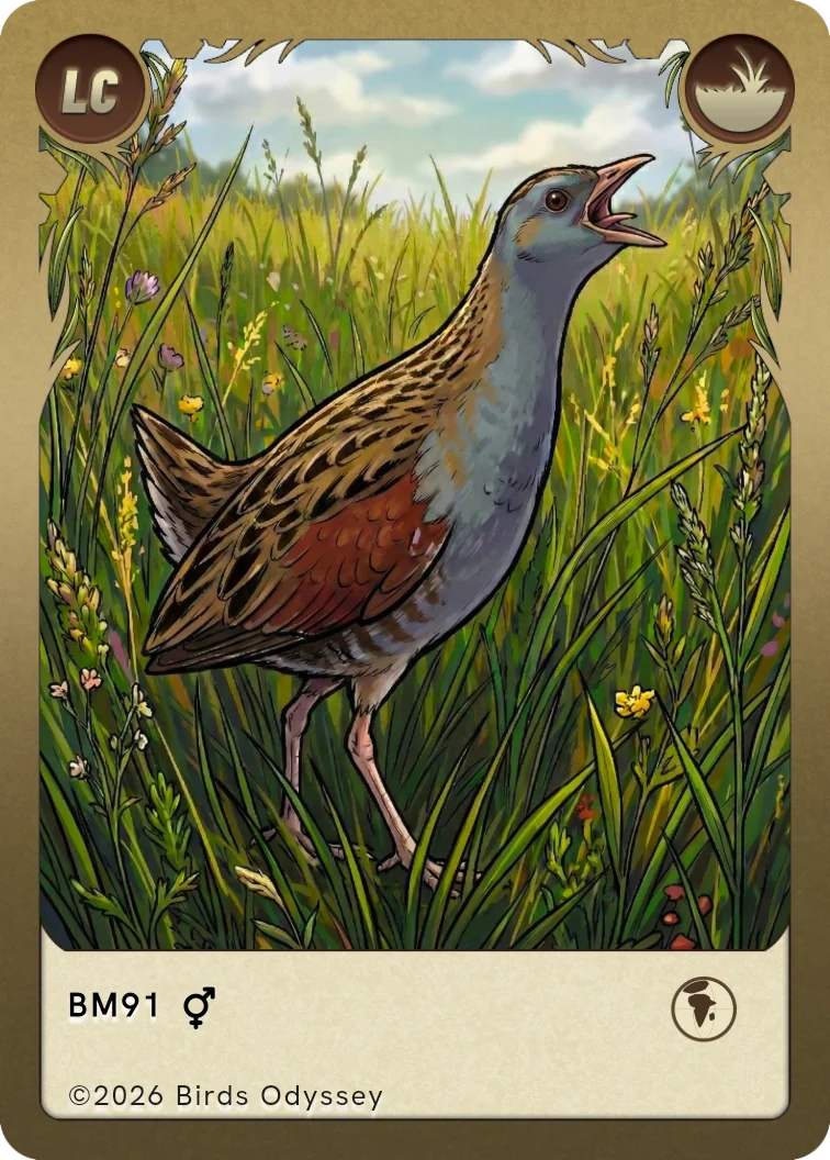 Corn Crake trading card from Birdey