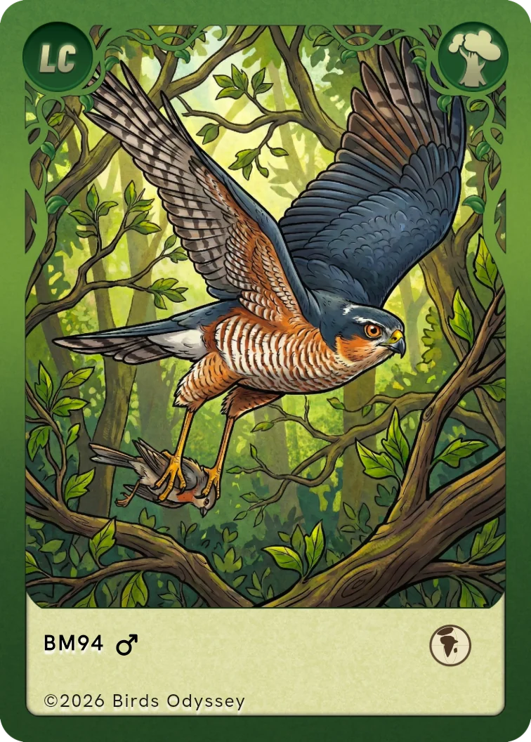 Sperber Sammelkarte aus Birdey